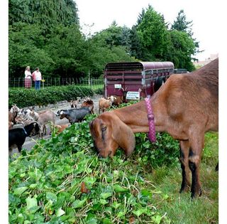 2011_06_20-RentARuminant