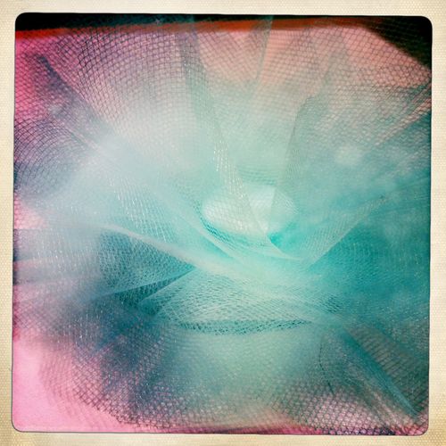 Amoeba? No. Amoeba? No.