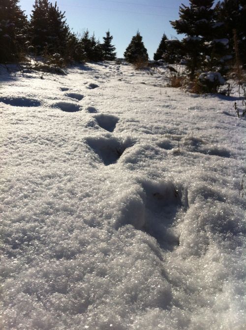 snow at the tree farm snow at the tree farm