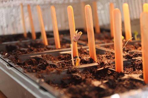 morning glories sprouting