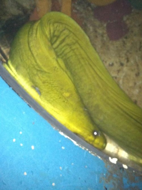 eel who scared me