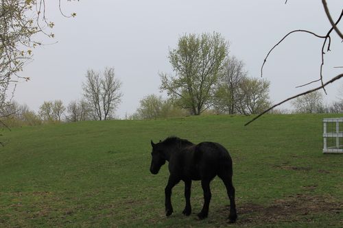 MN Zoo farm meadow