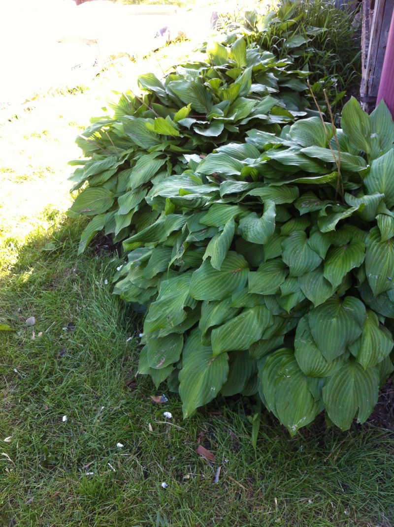 good hostas