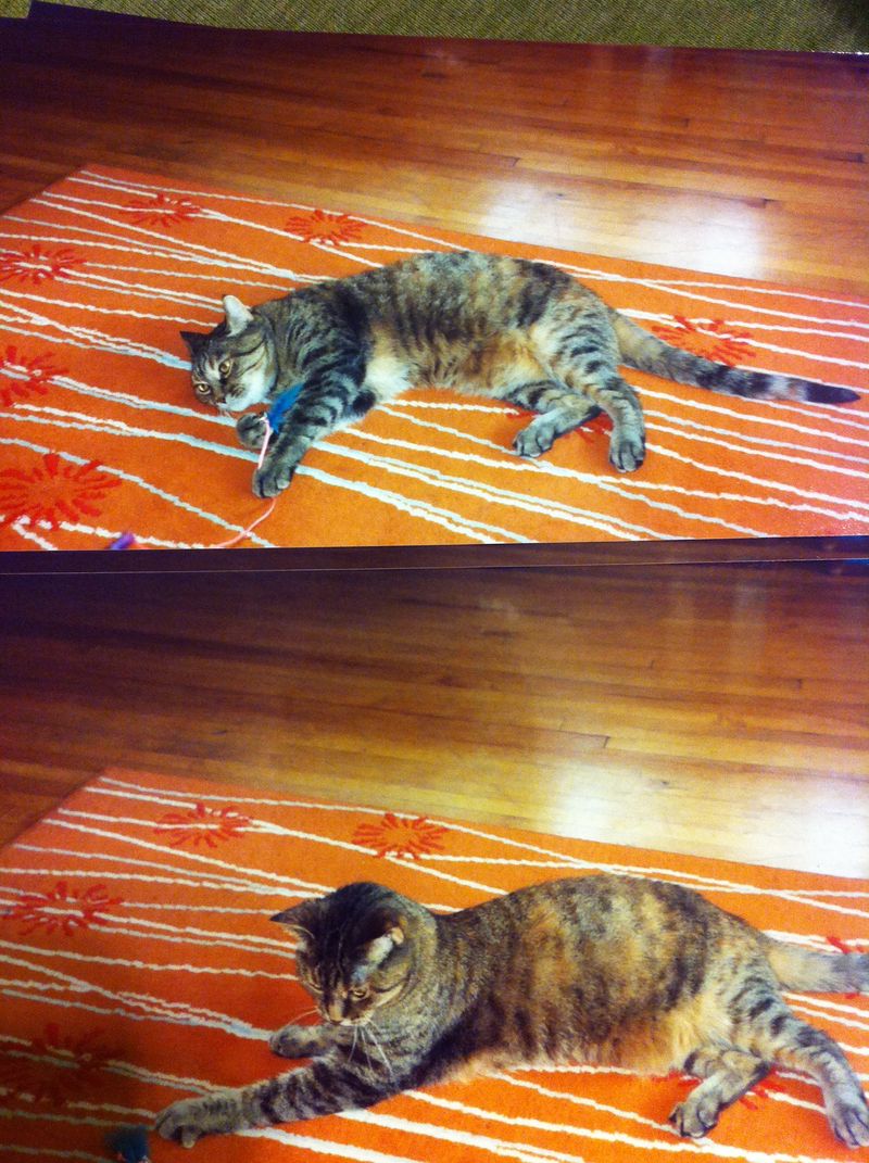 my cat pretending to be playful my cat pretending to be playful