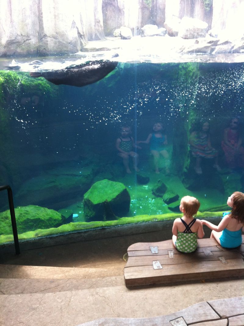 Sea Otters at the Grizzly Coast