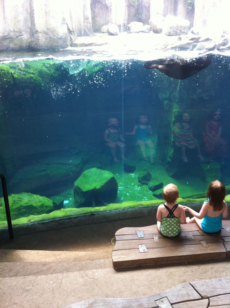 Sea Otters at the Grizzly Coast