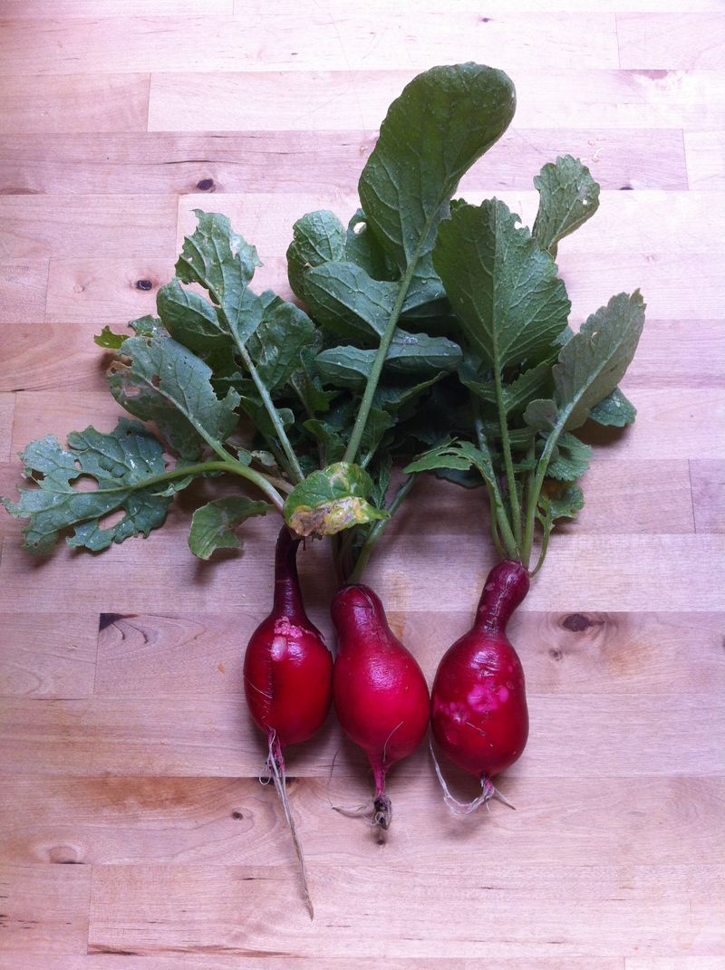 fresh radishes fresh radishes
