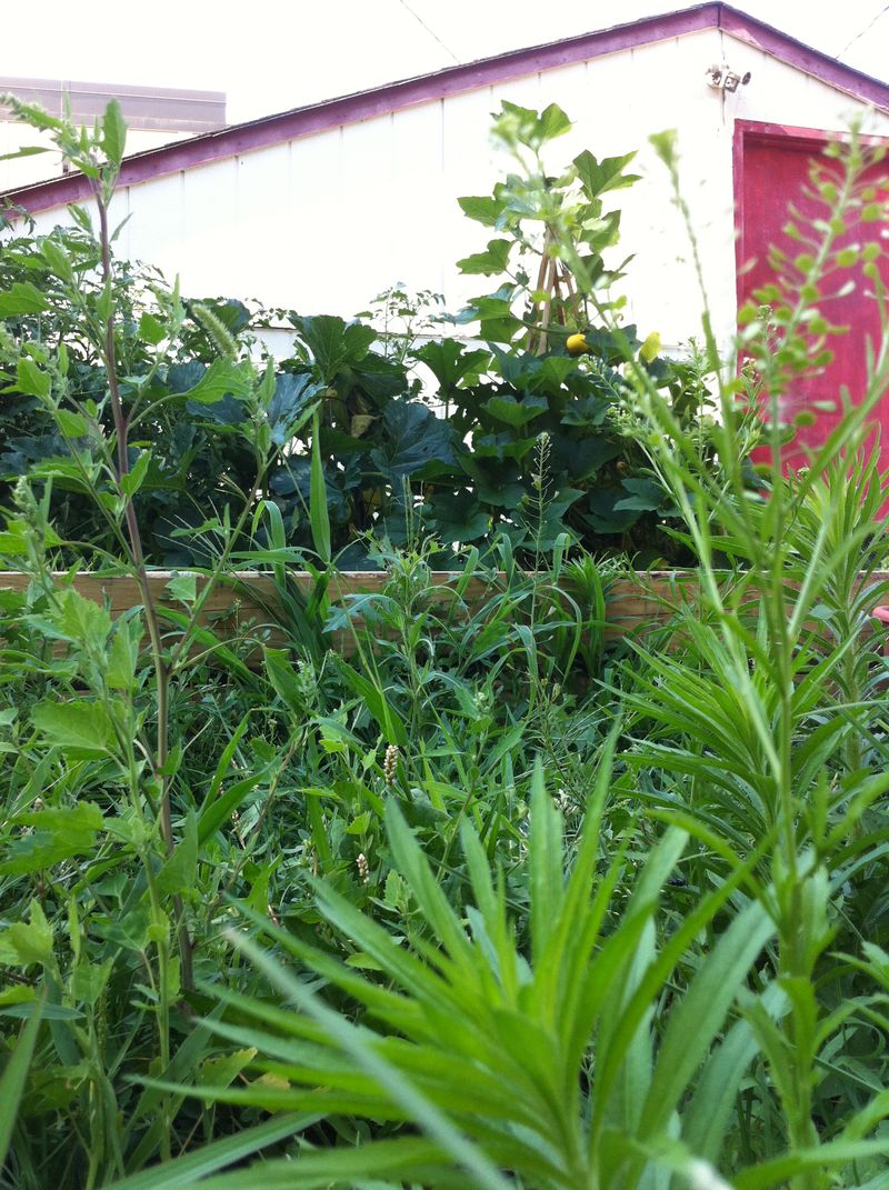 vegetable garden vegetable garden