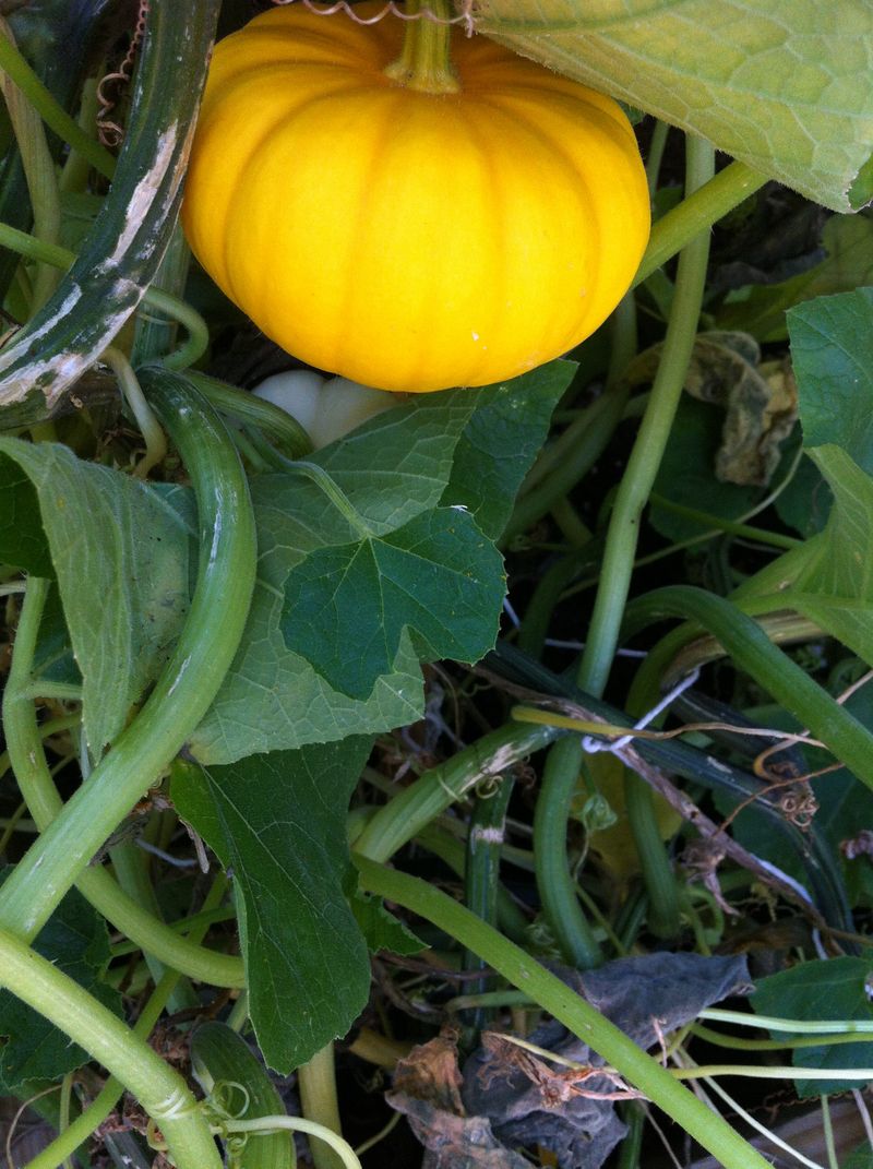 mini pumpkin plants mini pumpkin plants