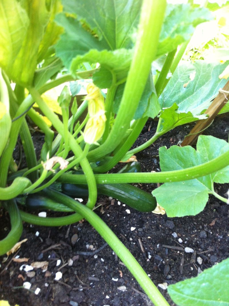 zucchini plants zucchini plants