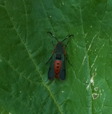 a large bug a large bug